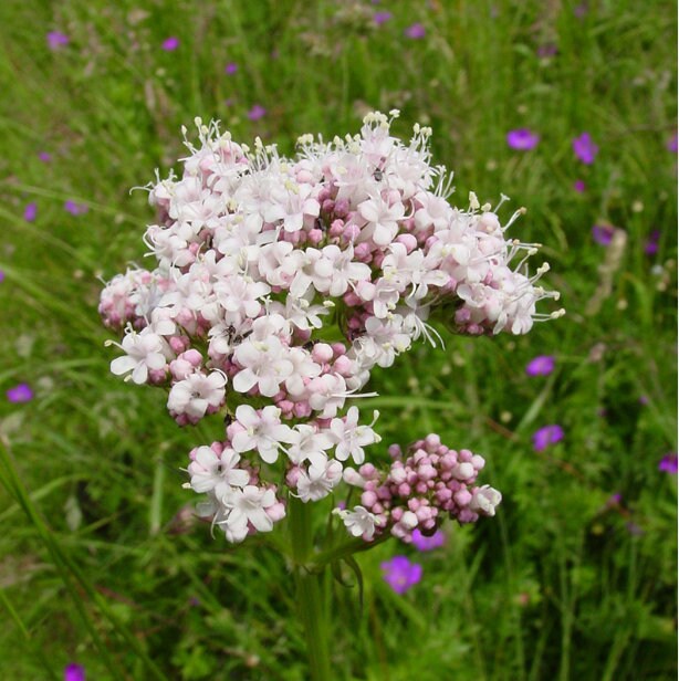 Valerian root tea (Valerian officinalis L.) Lab-proven Quality and Purity