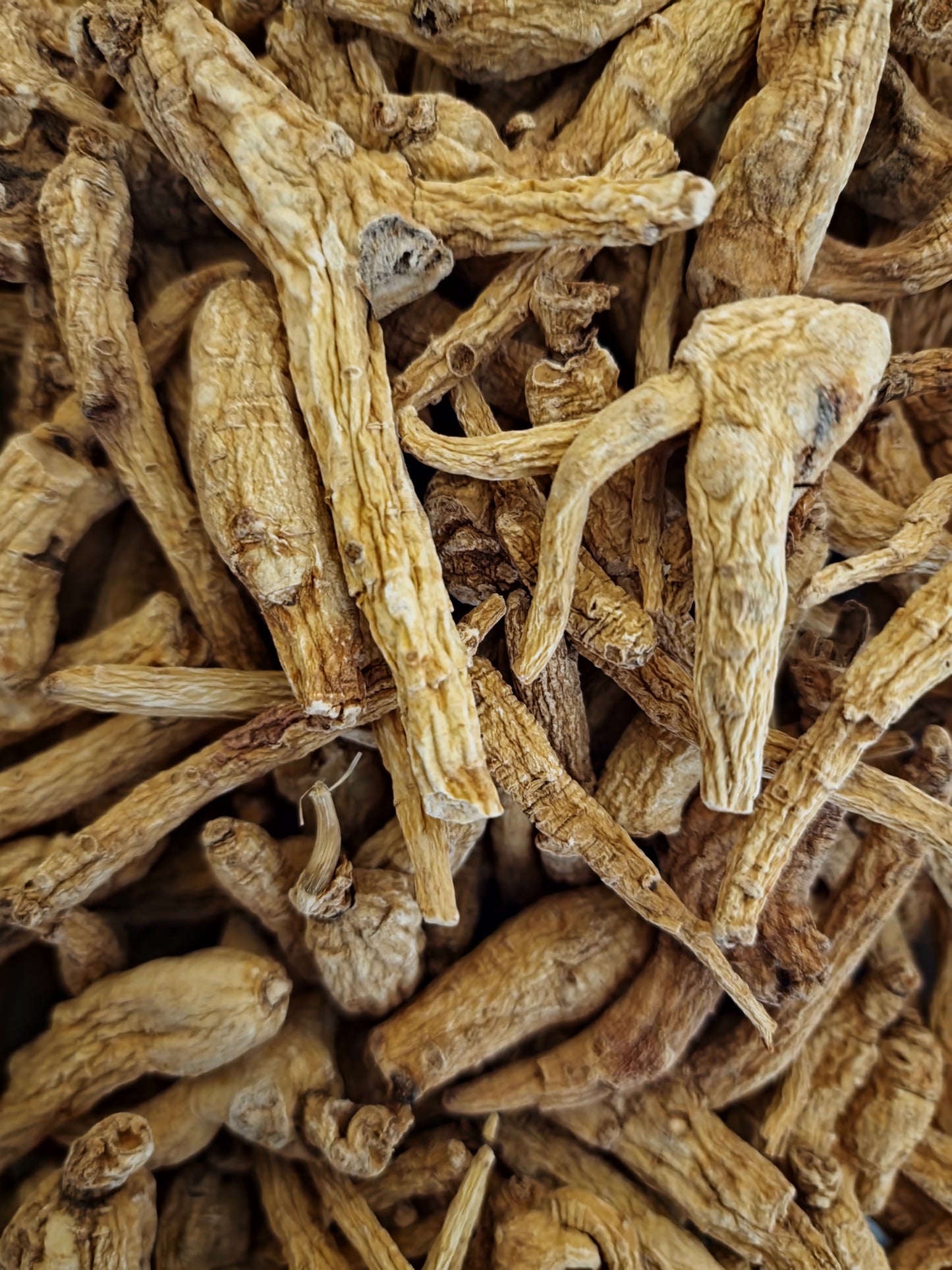 A close-up of whole, dried Organic Korean Ginseng roots. These mature, wrinkled, light-tan roots are a 5-year-old adaptogenic remedy sourced by the Botanical Remedies dispensary.
