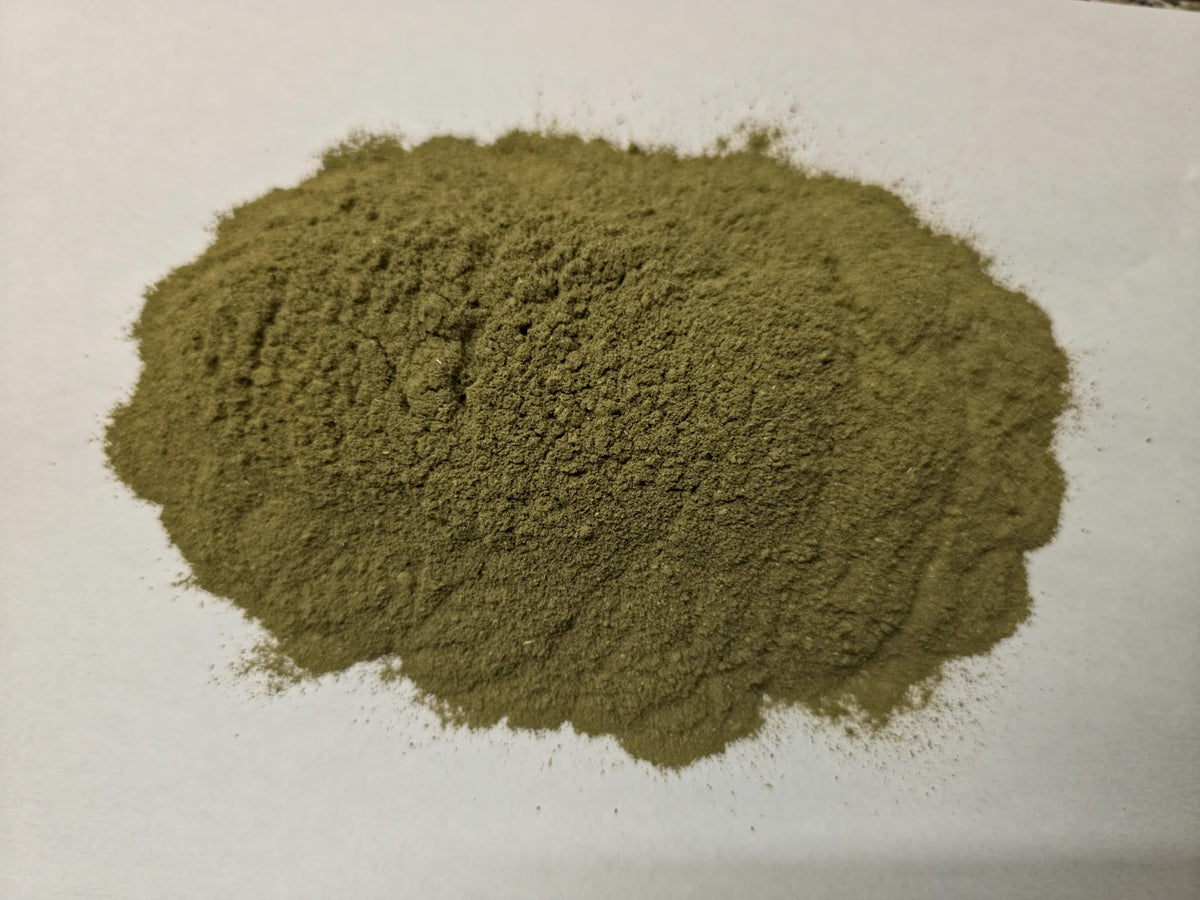 Practitioner grade pure Moringa oleifera leaf powder for botanical encapsulation and smoothie preparation.