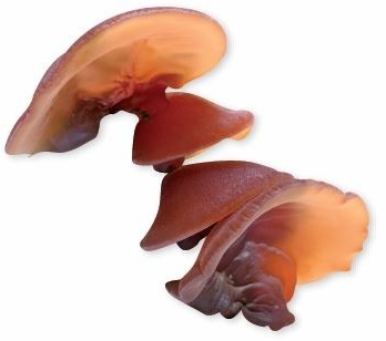 A detailed, botanical close-up of the Wood Ear mushroom, Auricularia auricula-judae, showing its distinct reddish-brown, ear-like fruiting body which is utilized in MycoNutri's clinical cardiovascular extracts