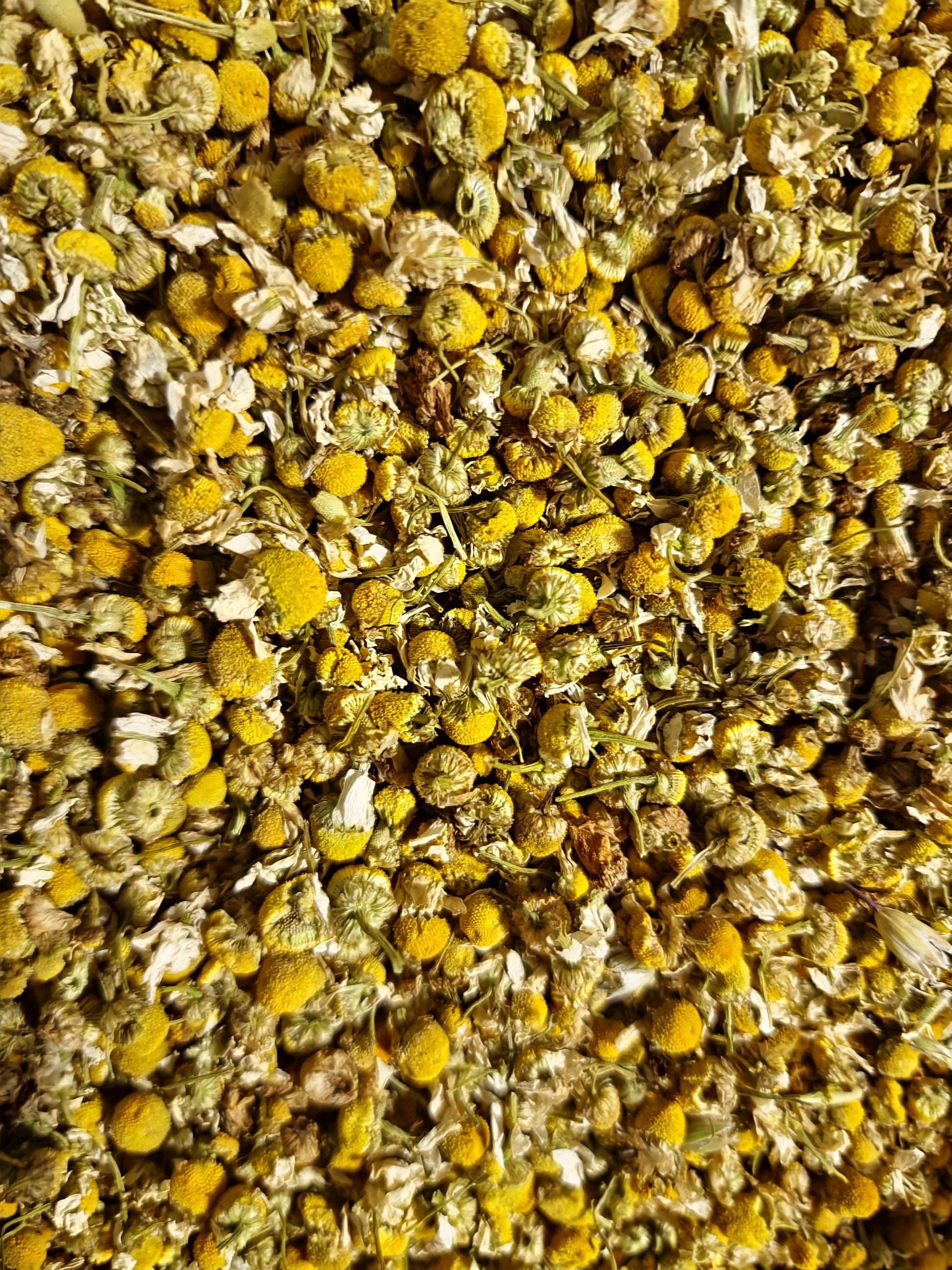 A close-up view of premium, loose German Chamomile flowers (Matricaria chamomilla) used for loose herbal tea, highlighting the whole dried yellow centers and white petals.