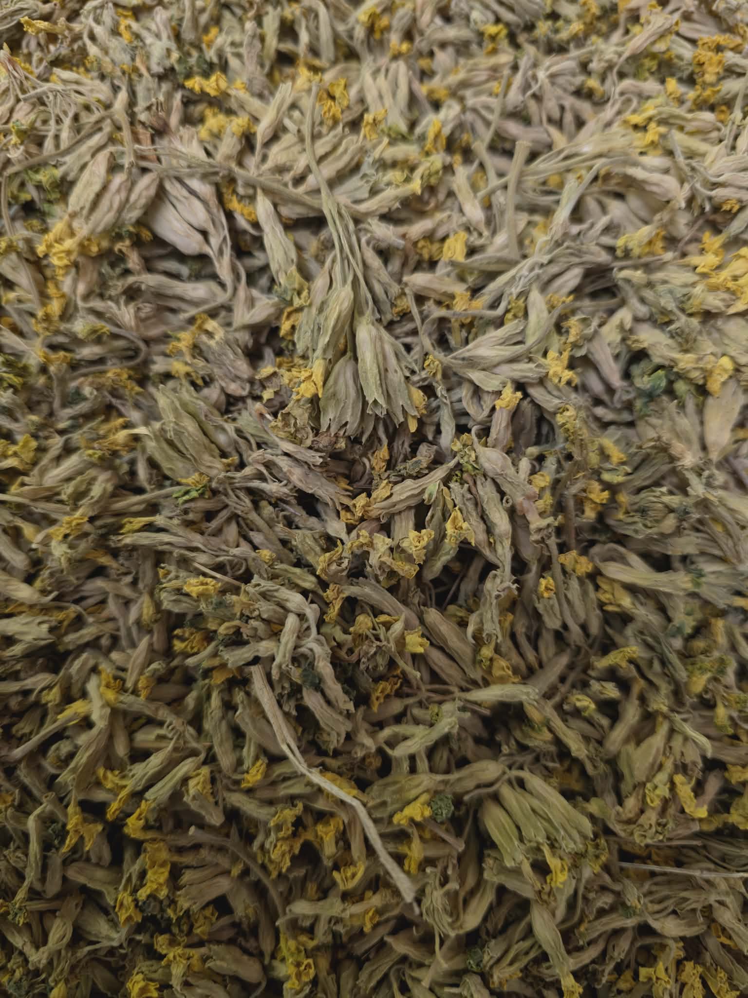 A close-up view of whole, dried Primrose flowers (Primula flos) featuring pale green calyxes and delicate yellow petals, sourced for Botanical Remedies.
