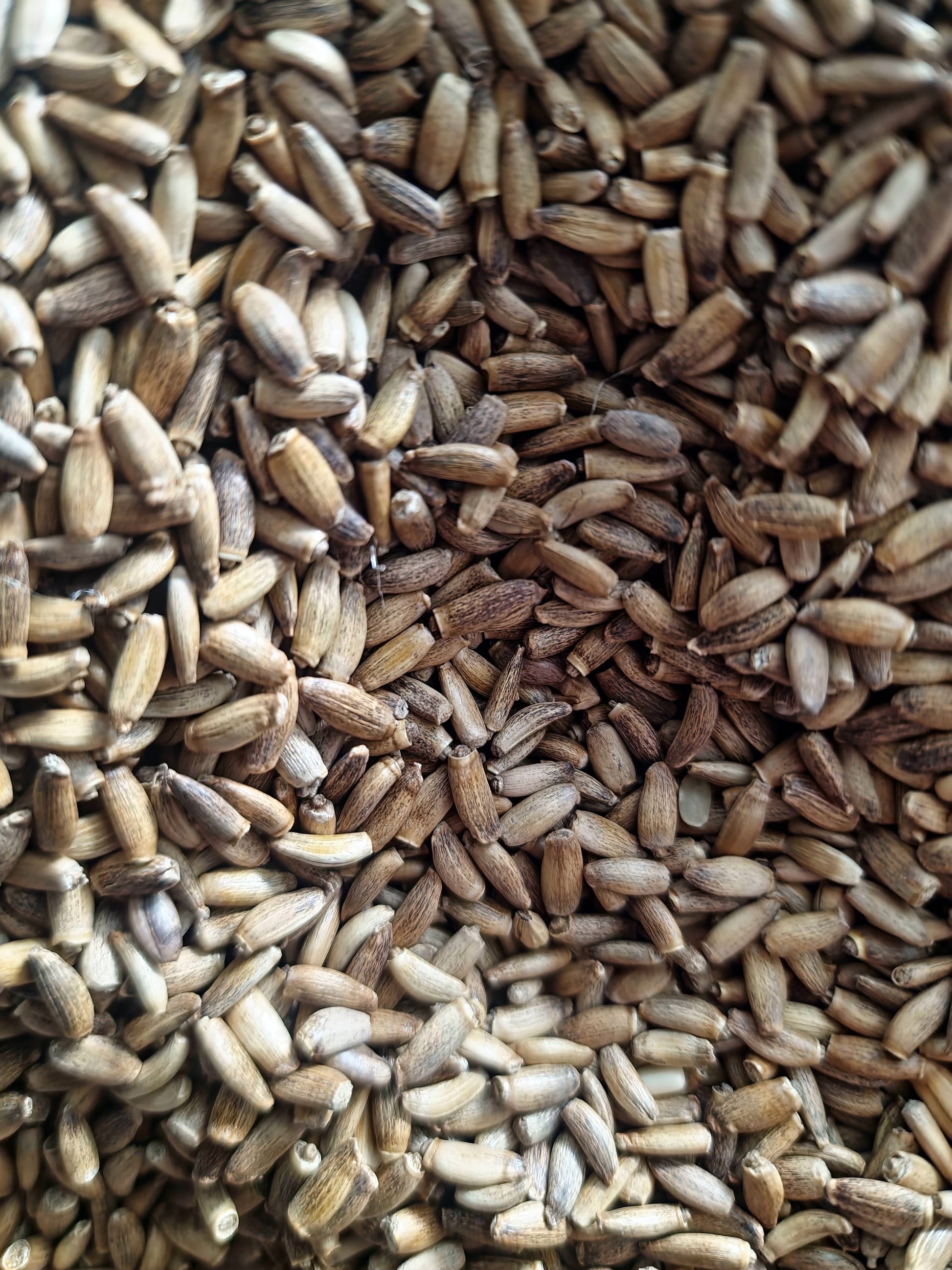 A highly detailed macro close-up of whole, premium Milk Thistle seeds (Silybum marianum) cultivated in Kazakhstan. The image showcases their characteristic firm texture and mottled pale-grey to light-brown colour, perfectly dried for traditional botanical apothecary use.