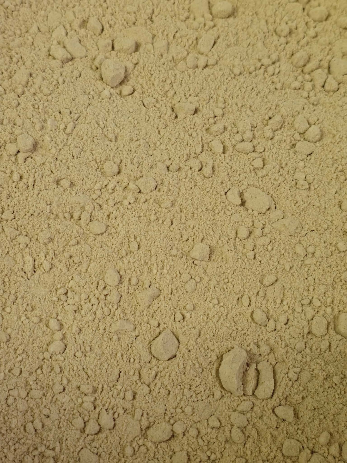 A close-up texture shot showing the fine, creamy brown, free-flowing powder of pure Organic Lion's Mane mushroom, milled exclusively from the fruiting body