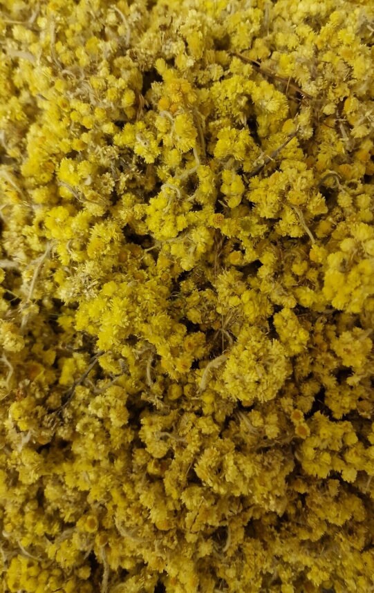 A detailed close-up photograph showcasing the dense, uniform texture of wildcrafted Premium Sandy Everlasting (Helichrysum arenarium) inflorescences. These vibrant, bright yellow dried flower heads reflecting high-grade practitioner quality.