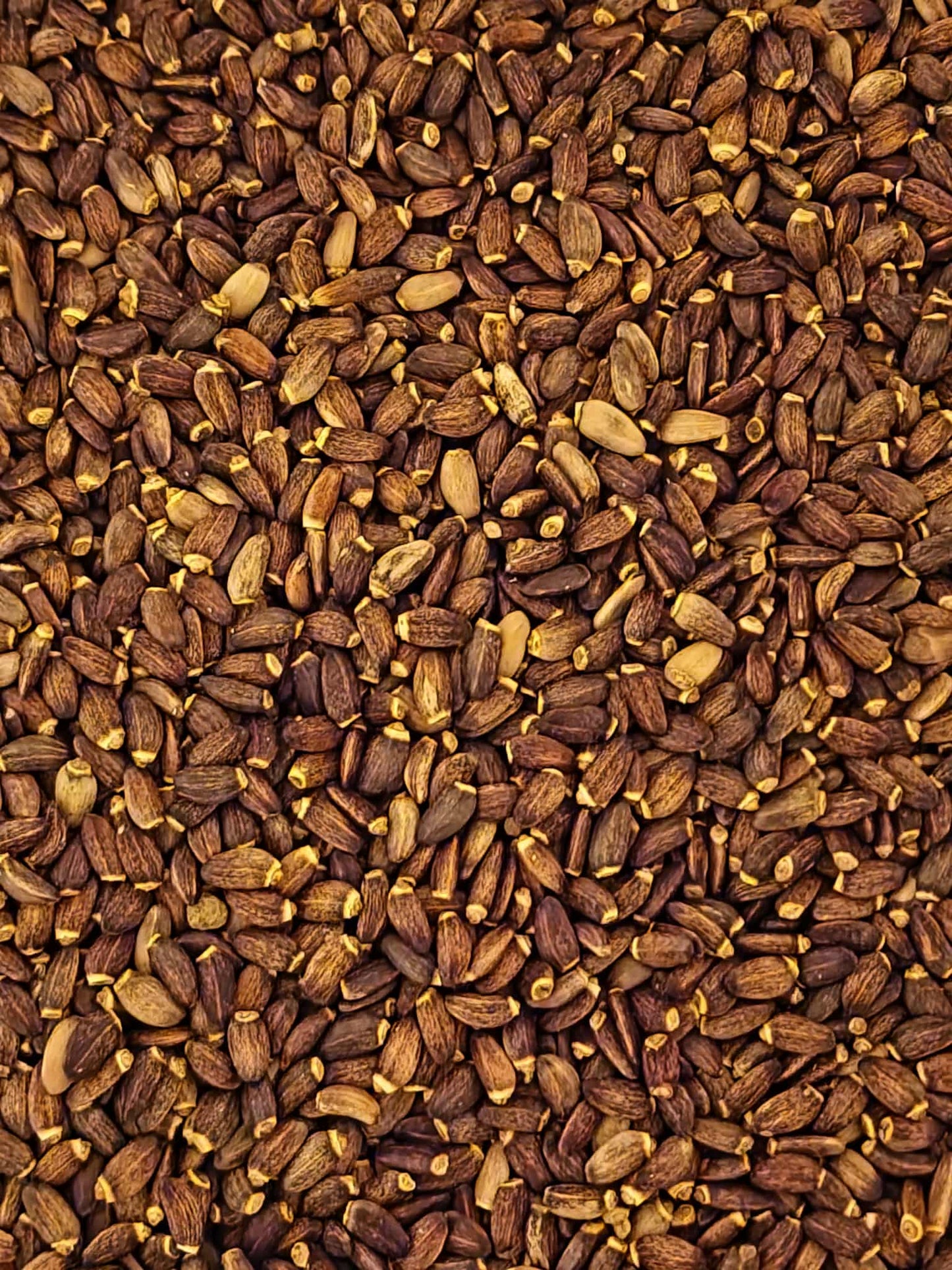 A highly detailed macro close-up of premium, whole Organic Milk Thistle seeds (Silybum marianum). The image highlights their characteristic firm, oval shape and mottled brown-black colour, showcasing the pure, pharmacopoeia-grade quality required for traditional herbalist preparations.
