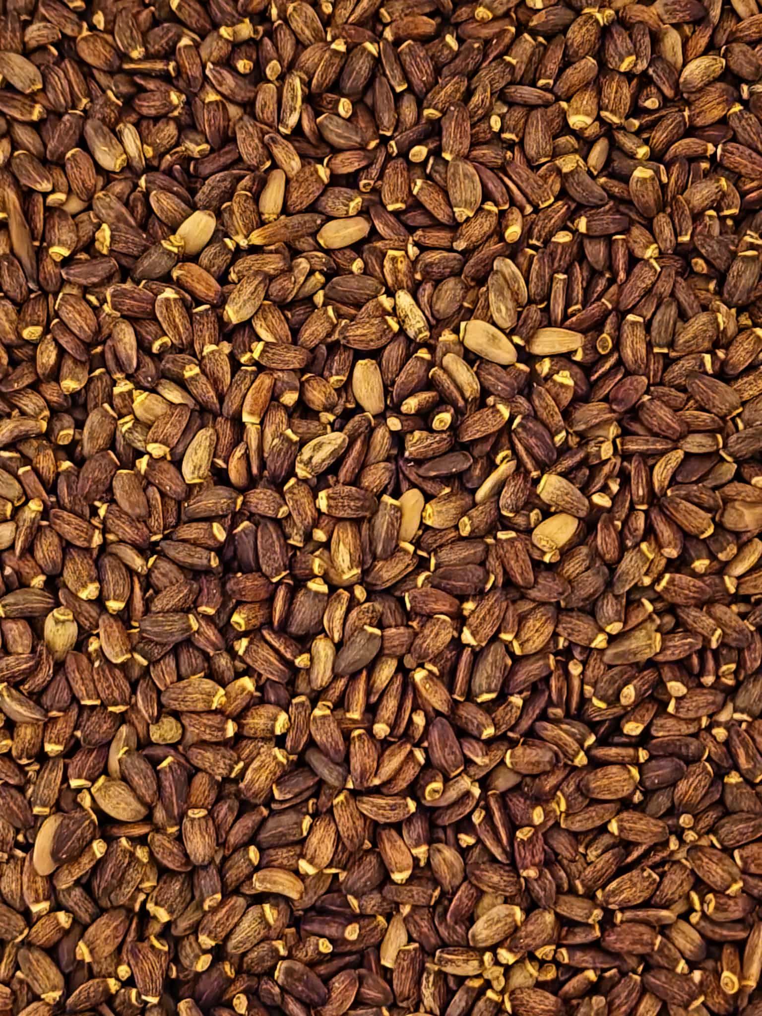 A highly detailed macro close-up of premium, whole Organic Milk Thistle seeds (Silybum marianum). The image highlights their characteristic firm, oval shape and mottled brown-black colour, showcasing the pure, pharmacopoeia-grade quality required for traditional herbalist preparations.